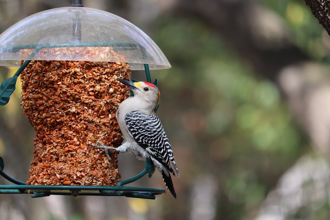 Crafting DIY Bird Feeders for Your Garden Decor